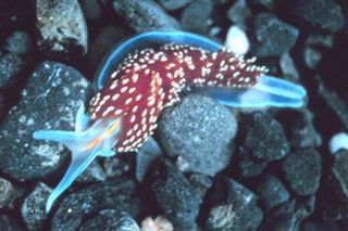 Bottom-dwelling sea slug