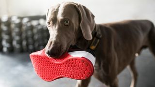 Weinmaraner chewing a shoe