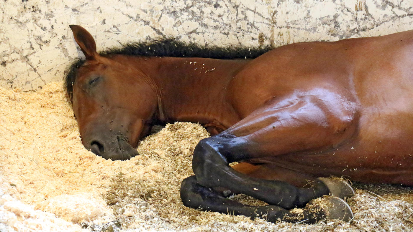 Horse sleeping in stable