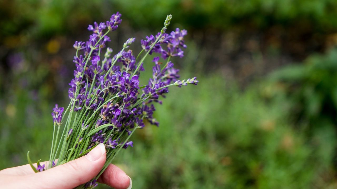 Cutting lavender