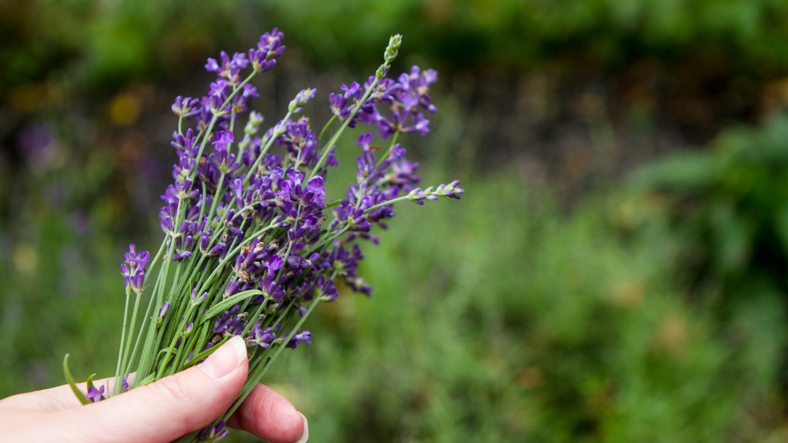 Lavender: Pictures, Flowers, Leaves & Identification