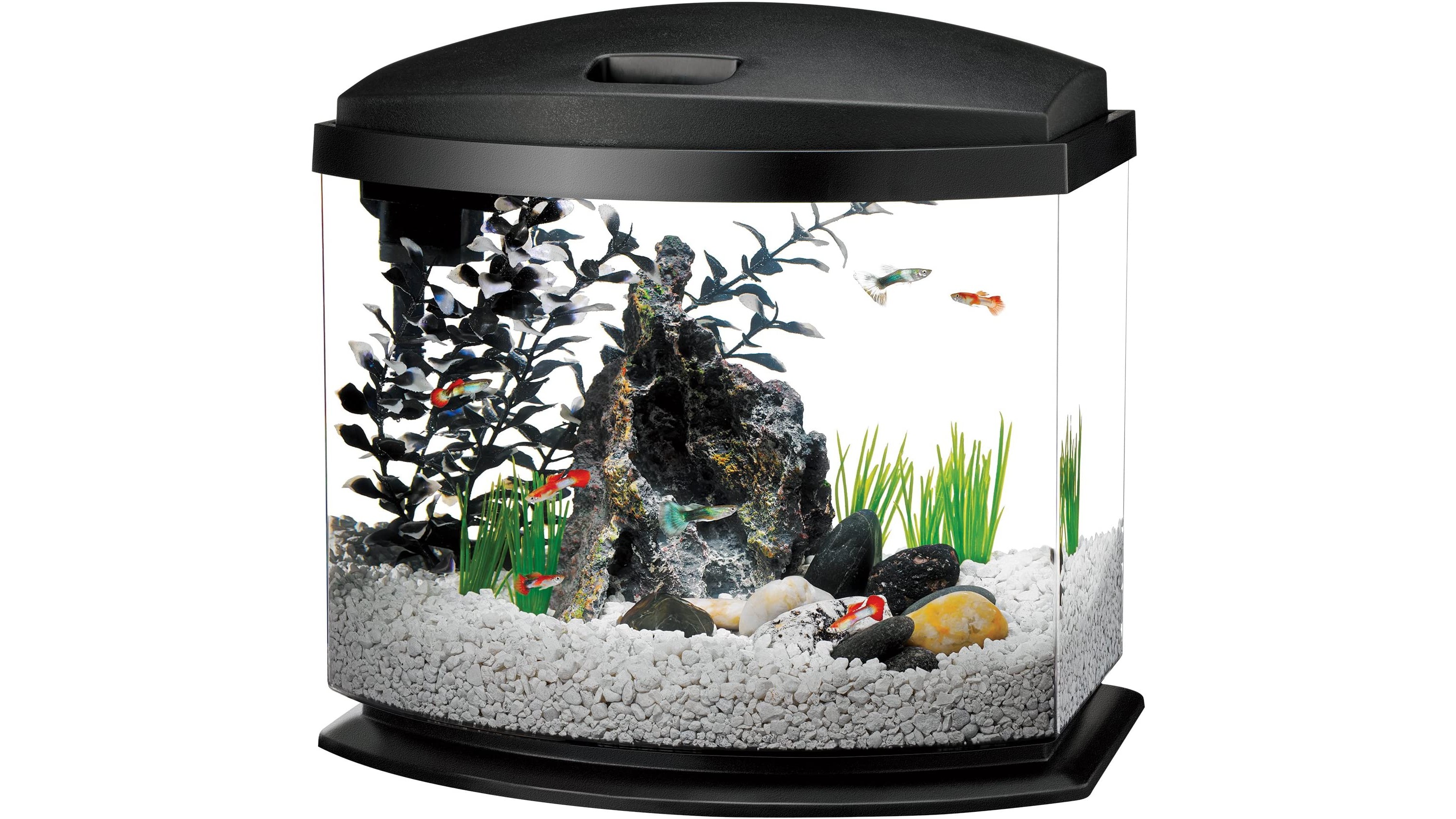 Best small fish tank: Petite pads for your tiny tribe | PetsRadar