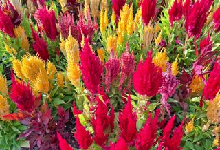 Celosia argentea planted in a backyard