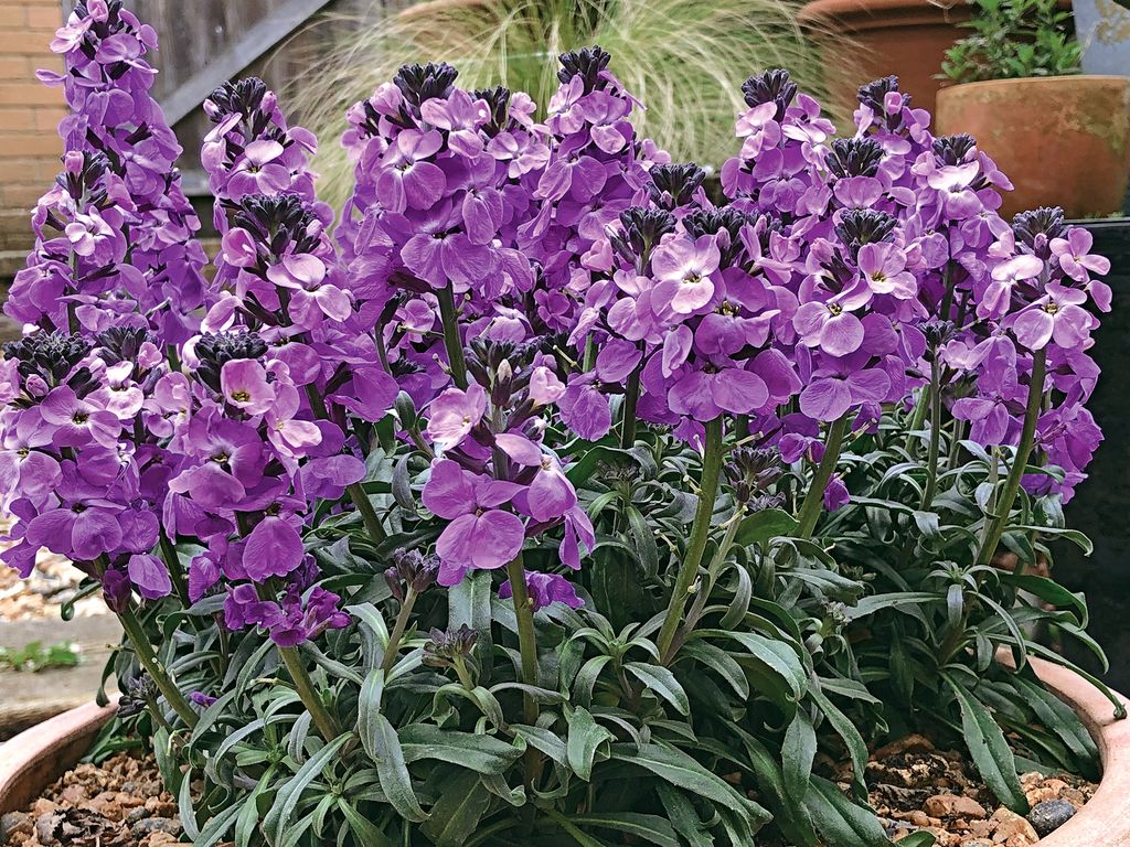 Purple flowering garden plants: 11 best buys for your borders | Real Homes