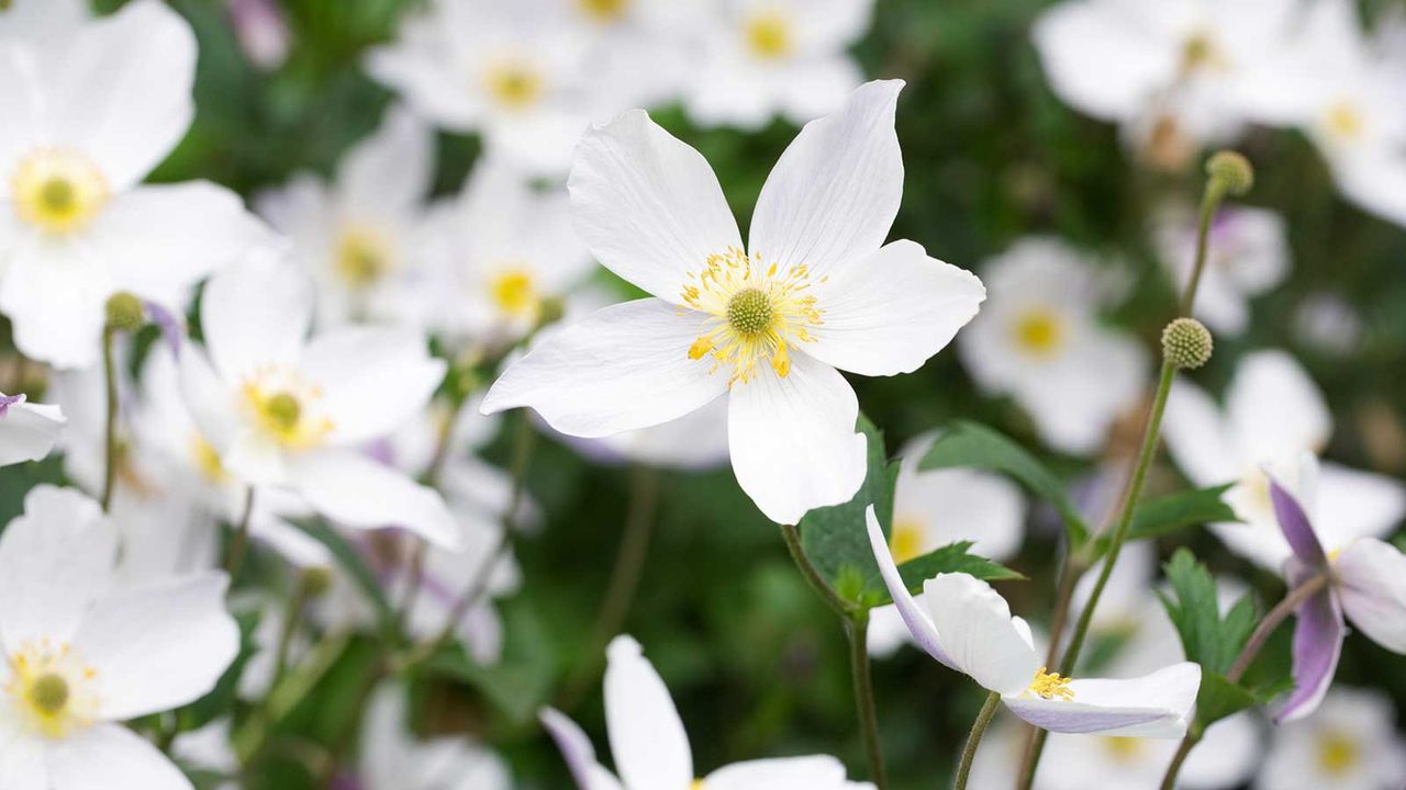 Anemone &#039;Wild Swan&#039; flowers