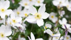 Anemone 'Wild Swan' flowers