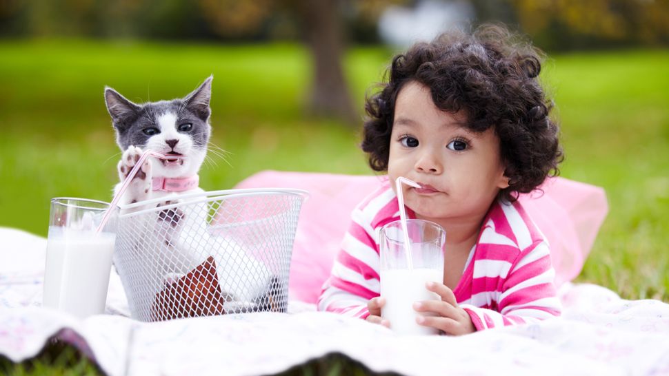 Can Kittens Drink Milk? Vet Explains The Truth And It May Surprise You ...