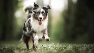 Australian Shepherd dog running