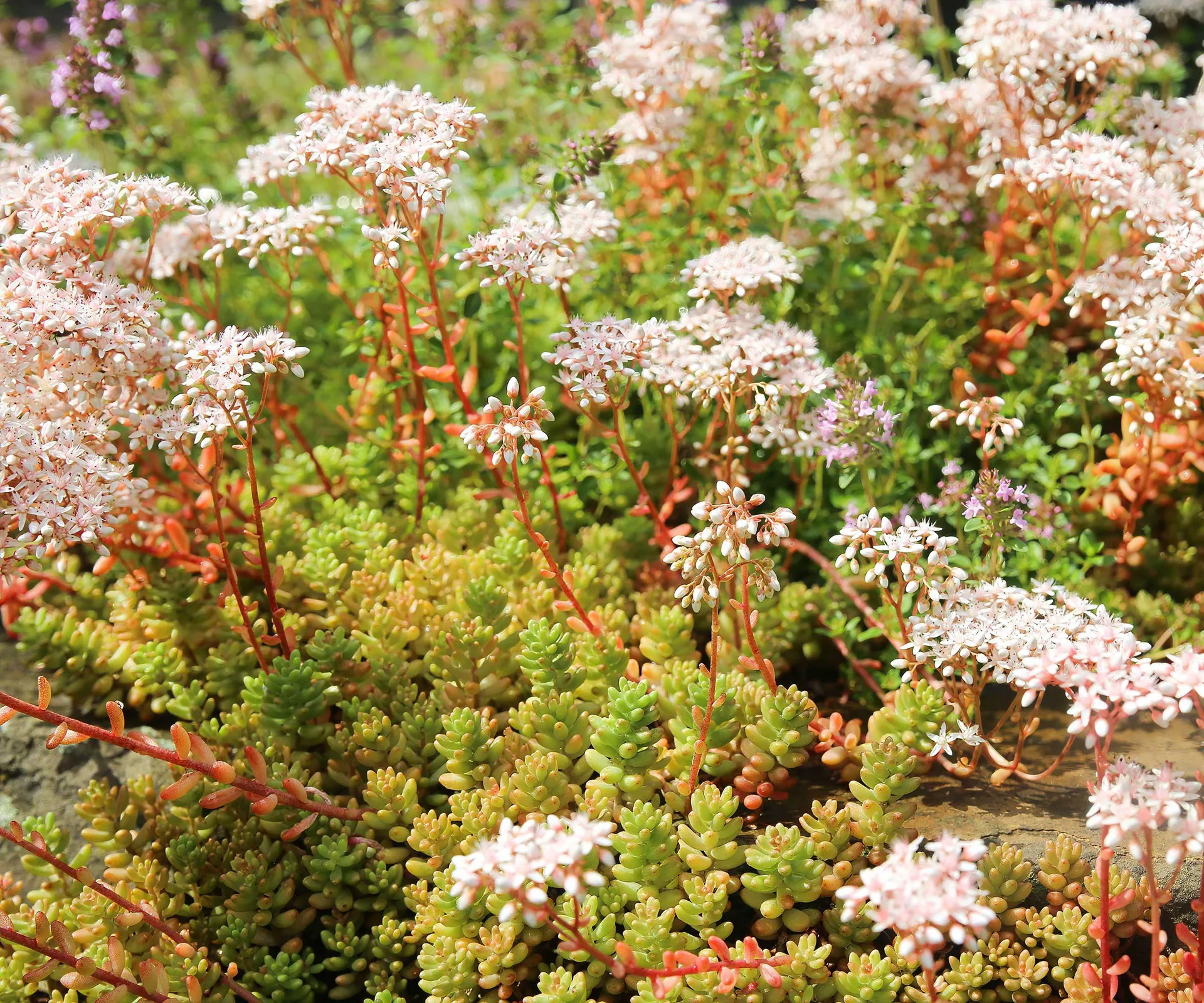 Coneflowers: Bird and Pollinator Food
