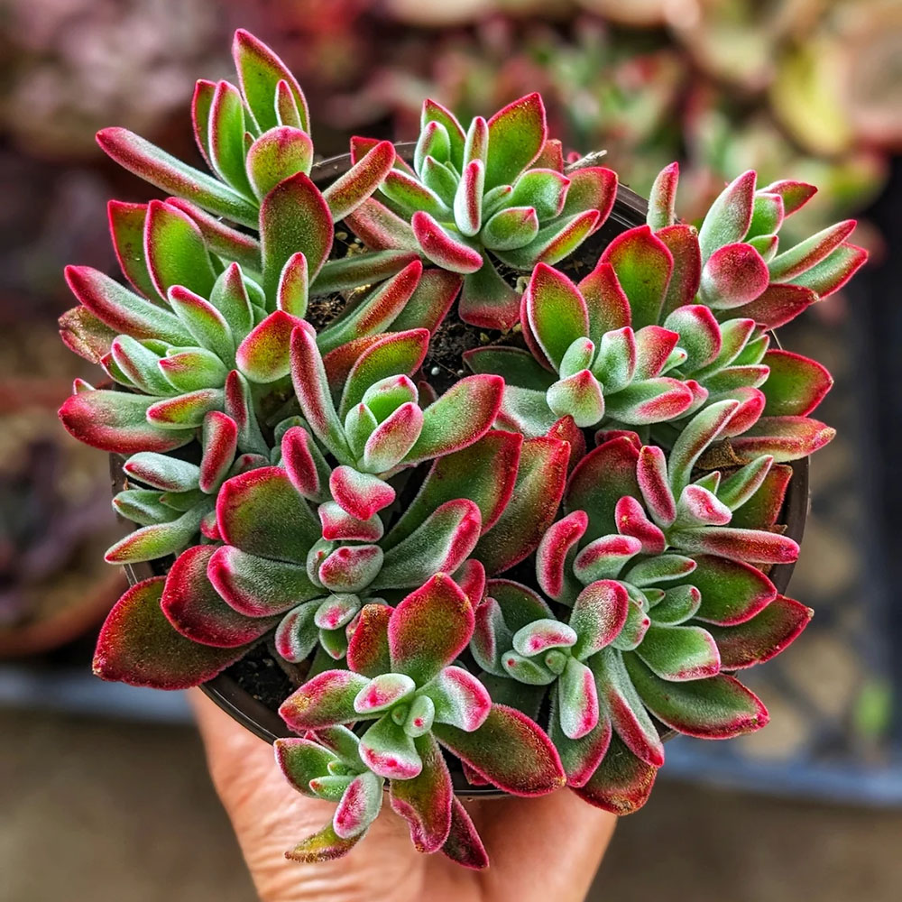 Echeveria red velvet