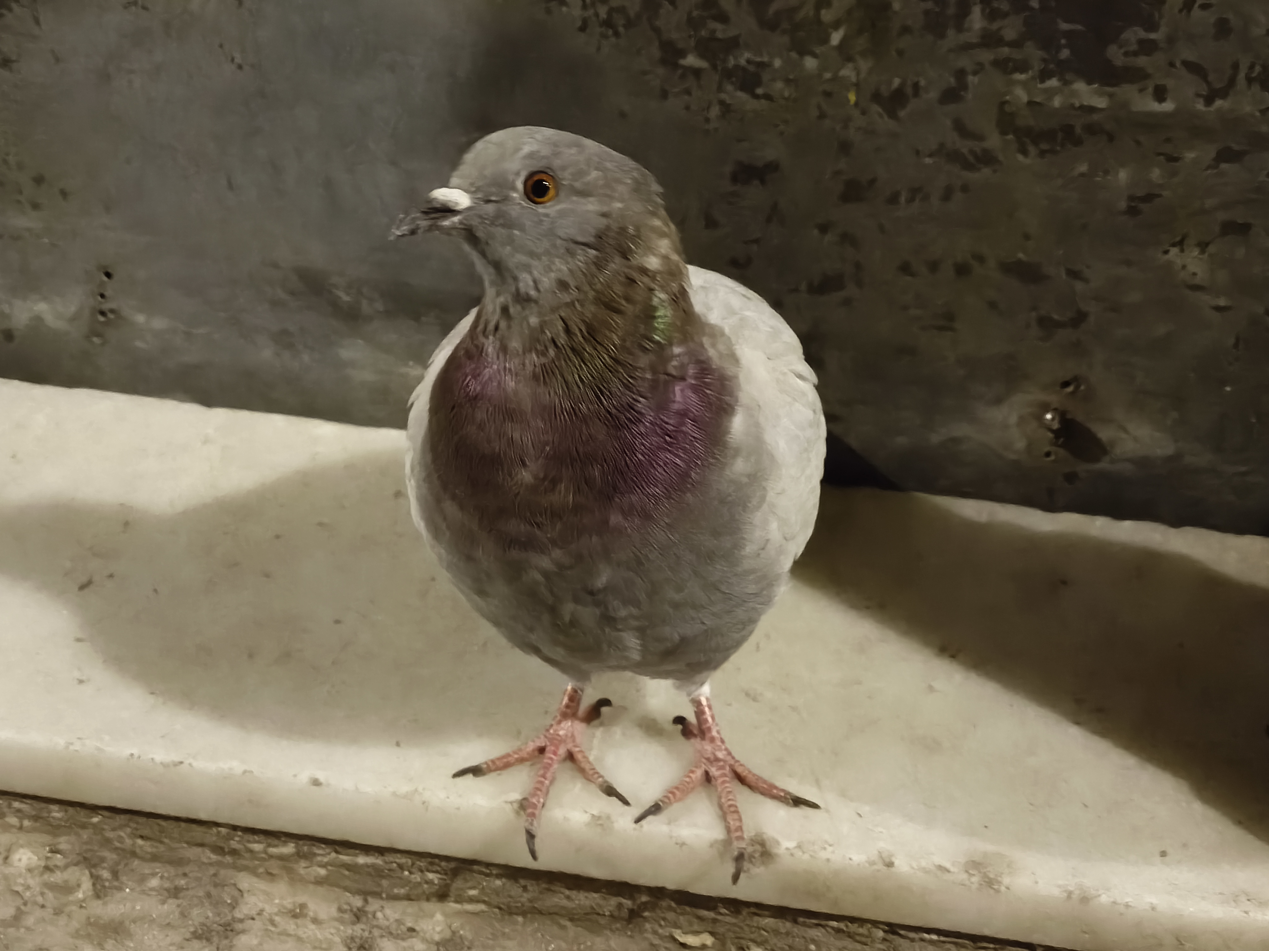 A pigeon