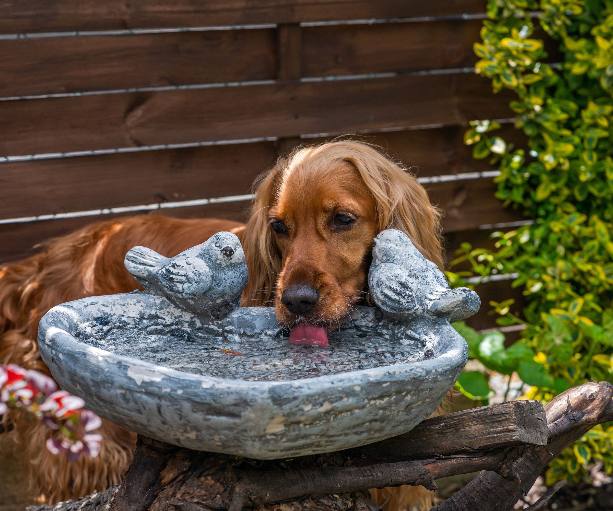 dog drinking from a bird bath in the garden