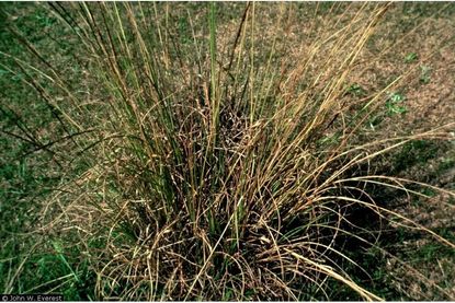 Controlling Smutgrass: How To Get Rid Of Smutgrass | Gardening Know How