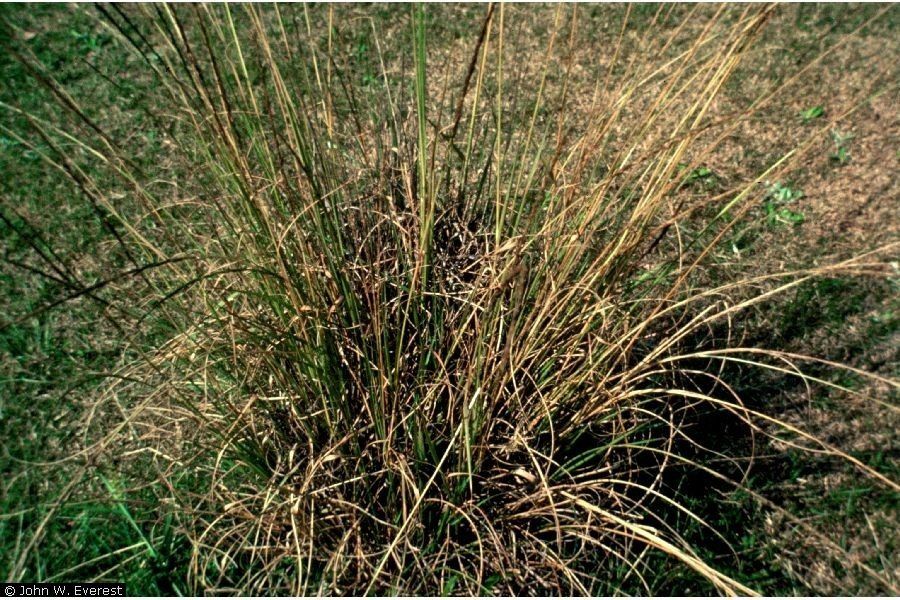 Tall Smutgrass Plant