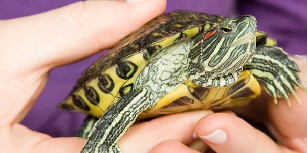 Three Men Arrested For Selling A Ton Of Turtles | Cinemablend