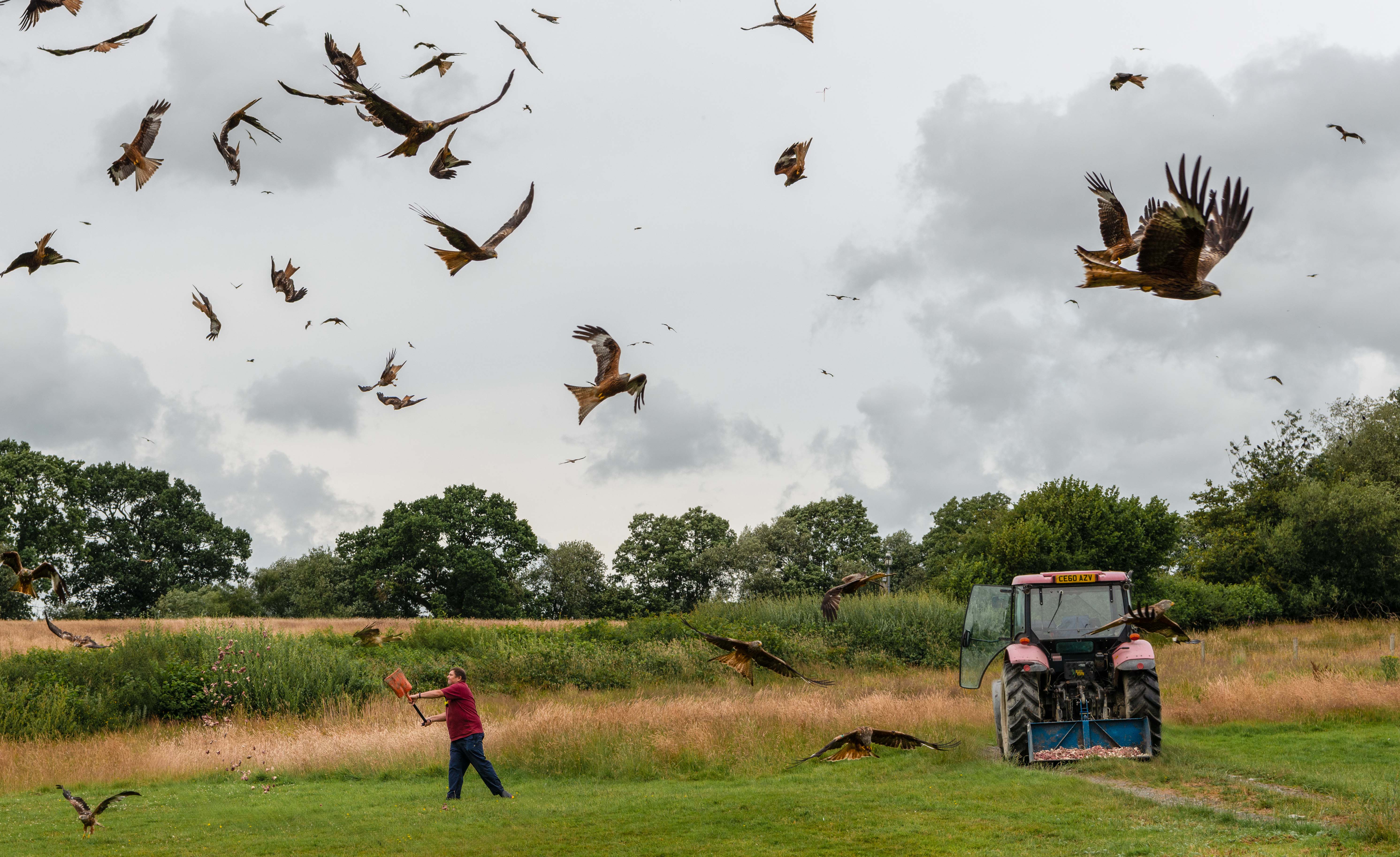 Person shovels food onto field as red kites circle overhead