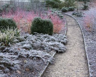 The gardens at Mottisfont, Hampshire, in the winter