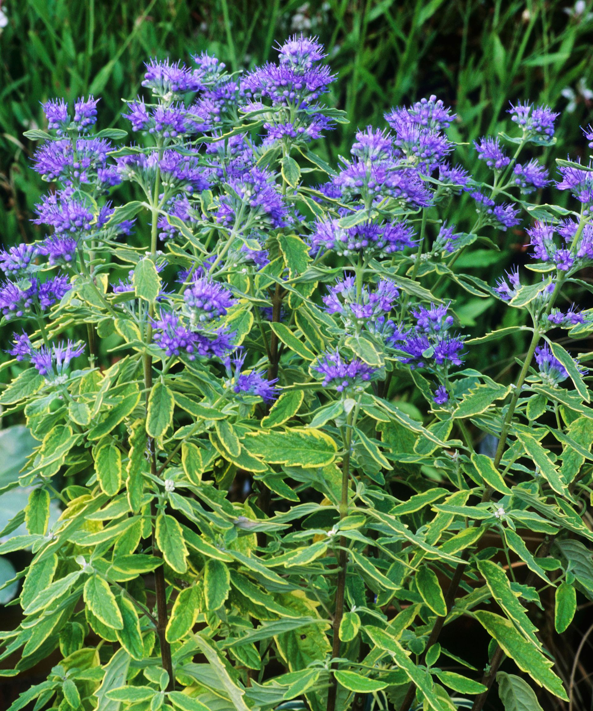 Best summer-flowering shrubs: 16 beautiful varieties to grow | Gardeningetc