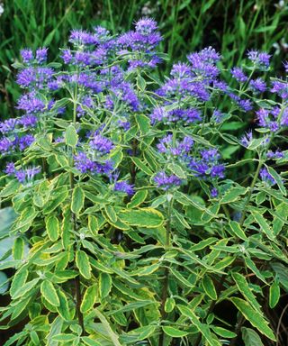 Caryopteris x clandonensis ‘Summer Sorbet’