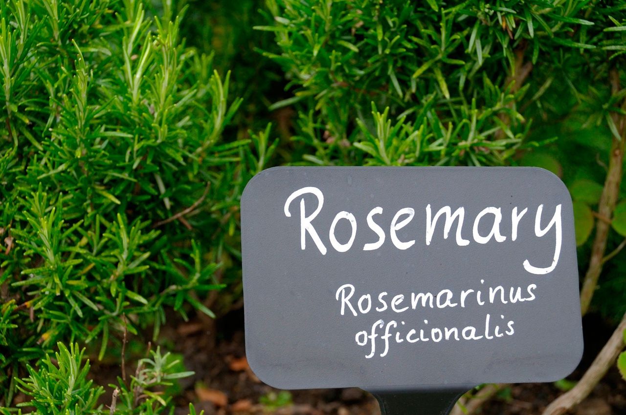 Latin Plant Names Why Do We Use Latin Names For Plants Gardening 