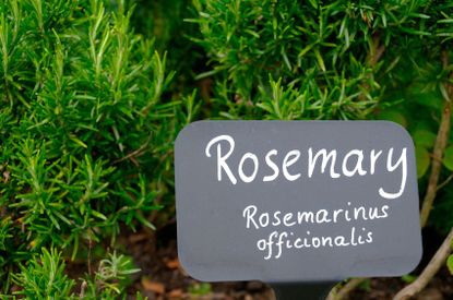 Rosemary Plant With Name Tag