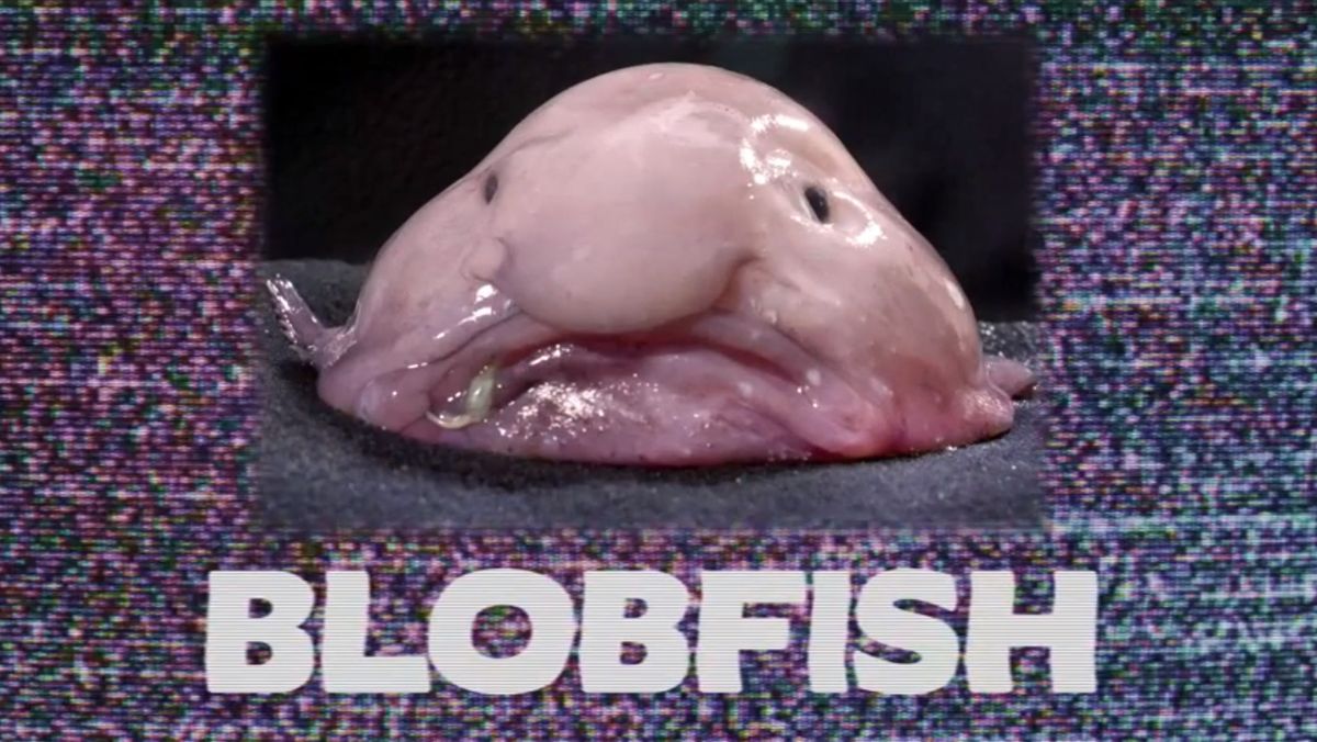 Blobfish declared world's ugliest animal