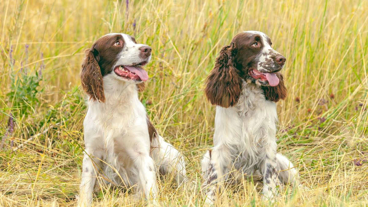 32 dog breeds that can't get enough playtime | PetsRadar