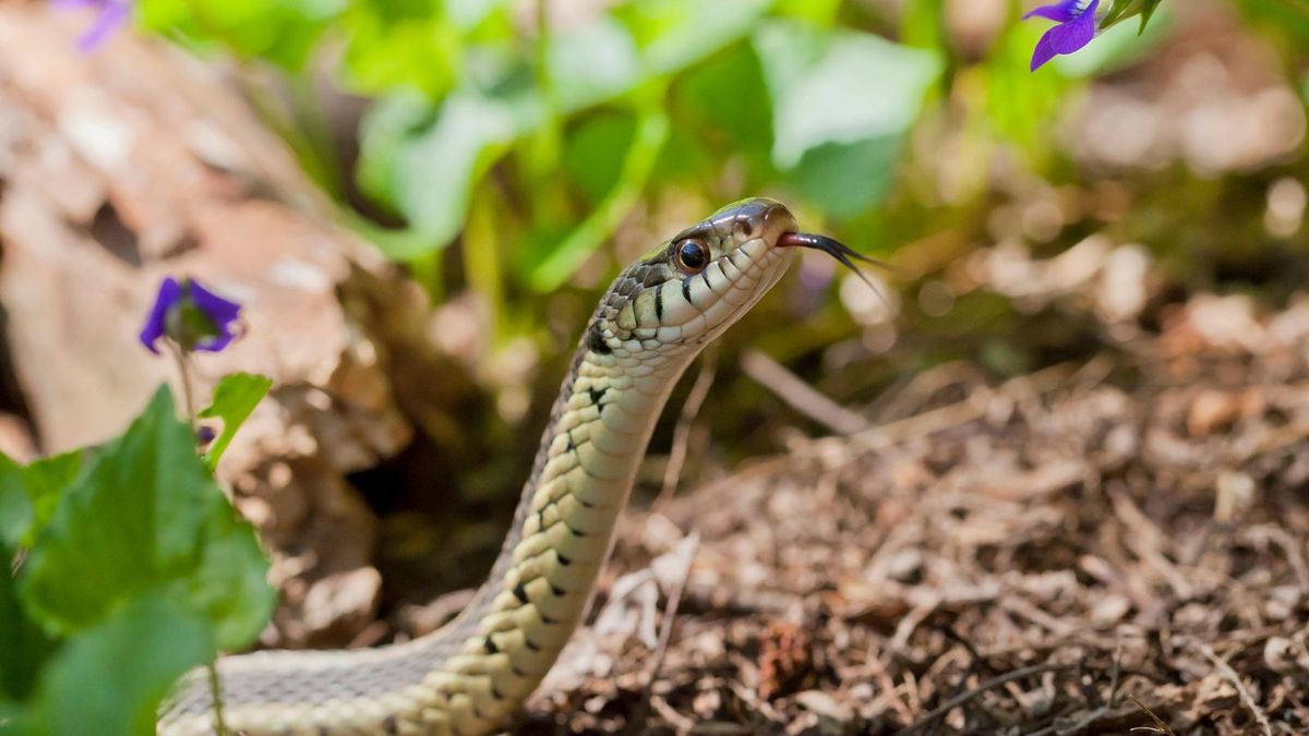 plants that deter snakes