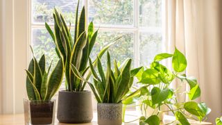 picture of houseplants on a windowsill