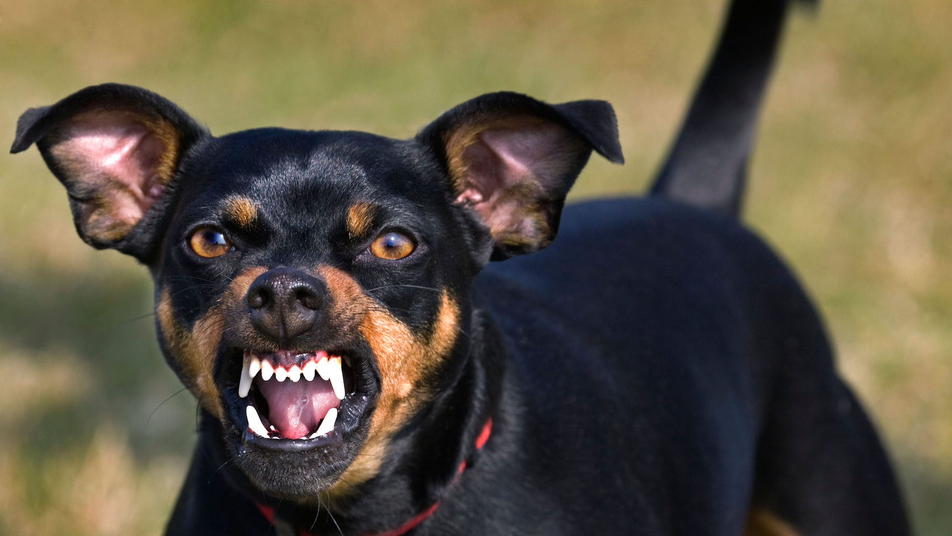 Manchester terrier growling