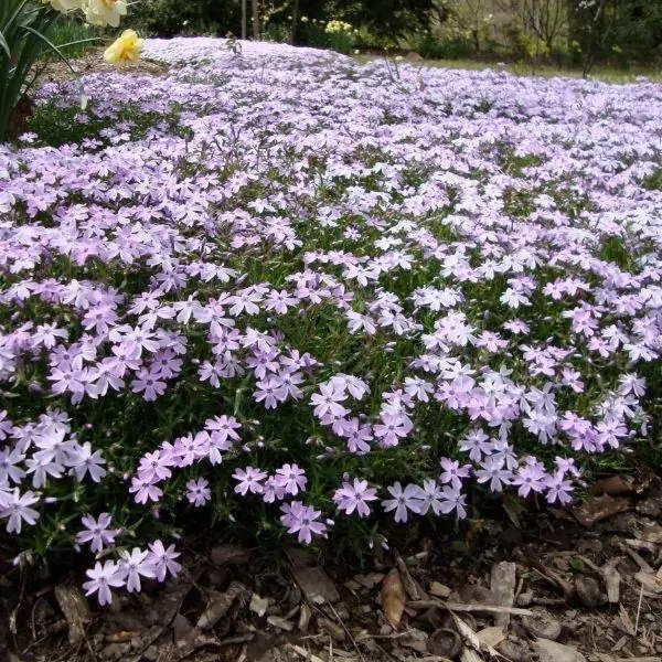 How To Grow Phlox Get Success With Different Varieties Homes And how-to-grow-phlox-get-success-with-different-varieties-homes-and
