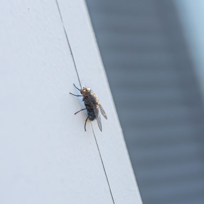 A fly