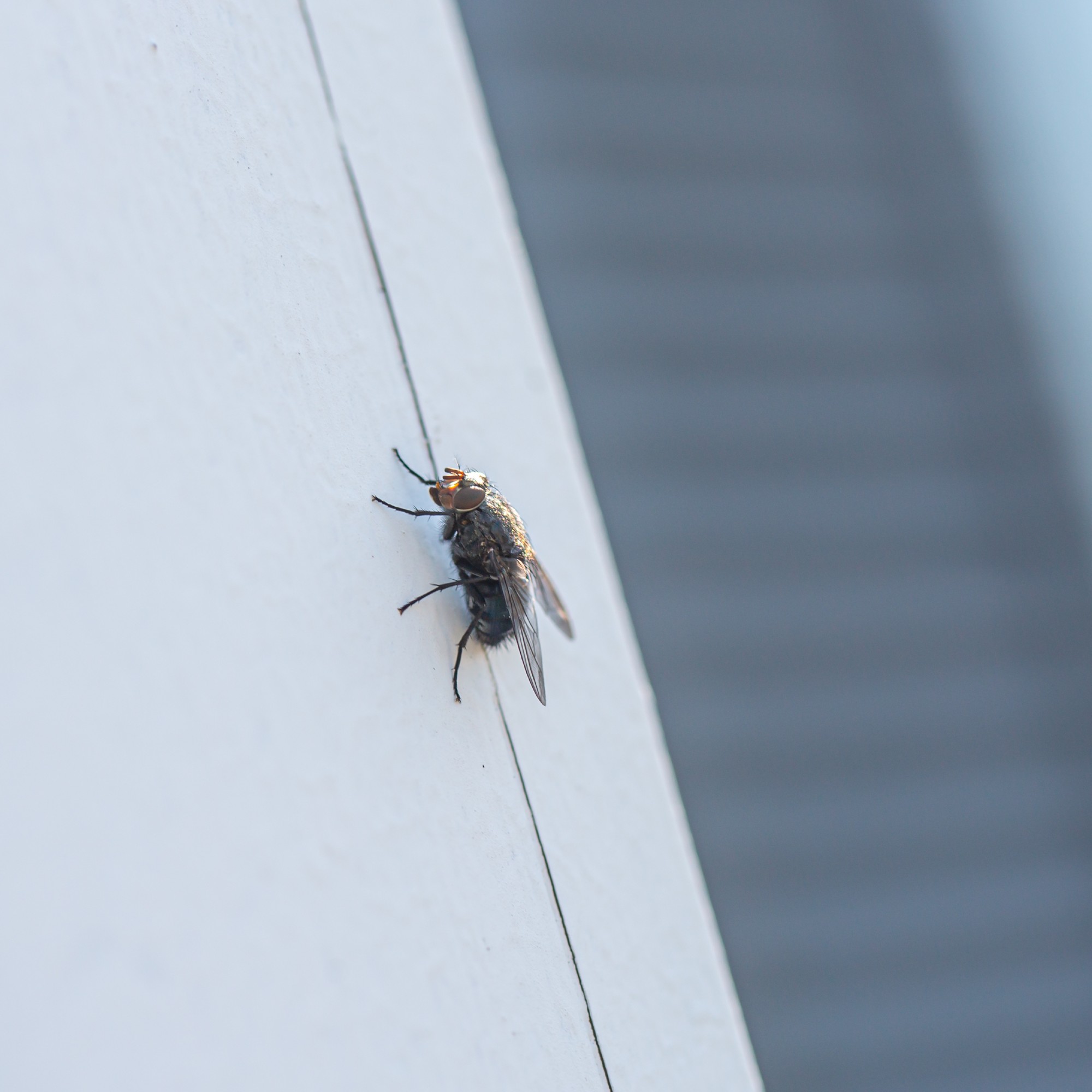 A fly