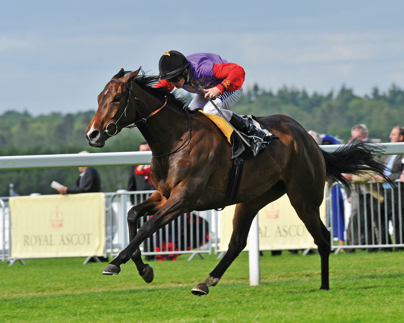 Estimate is one of The Queen's favourite horses