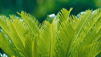 Sago palm foliage with green-yellow leaves