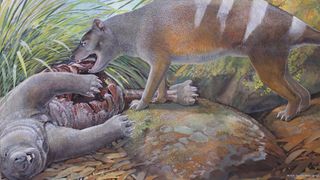 An illustration of a thylacine ancestor eating another marsupial species