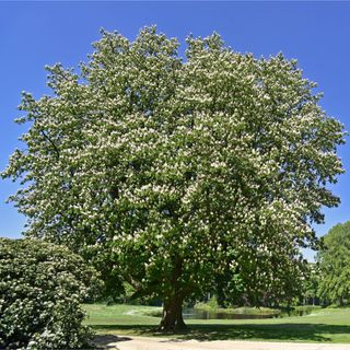 Horse chestnut tree in blossom