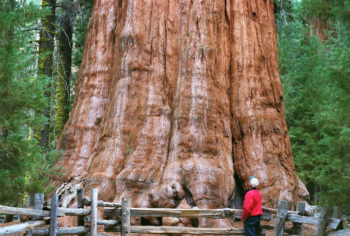 The General Sherman Tree in California&#039;s Sequoia National Park is the world&#039;s largest tree by volume.