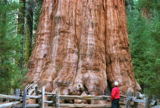 The General Sherman Tree in California's Sequoia National Park is the world's largest tree by volume.