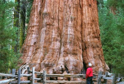 The General Sherman Tree in California's Sequoia National Park is the world's largest tree by volume.