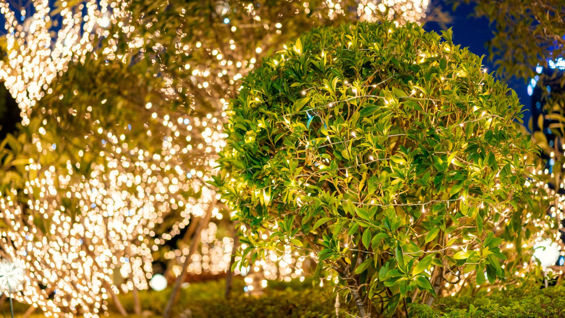 picture of trees with string lights attached to them in a garden