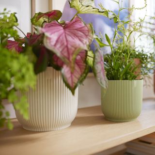 coloured pots with plants on shelf
