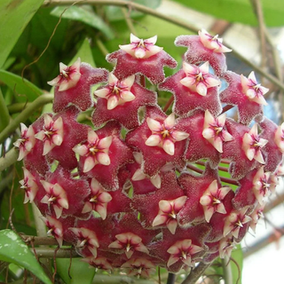 Rare Pubicalyx Wax Plant - Hoya - Collector's Series - 2