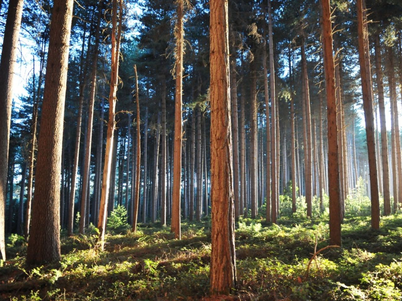 Sugar Pine Trees In The Forest