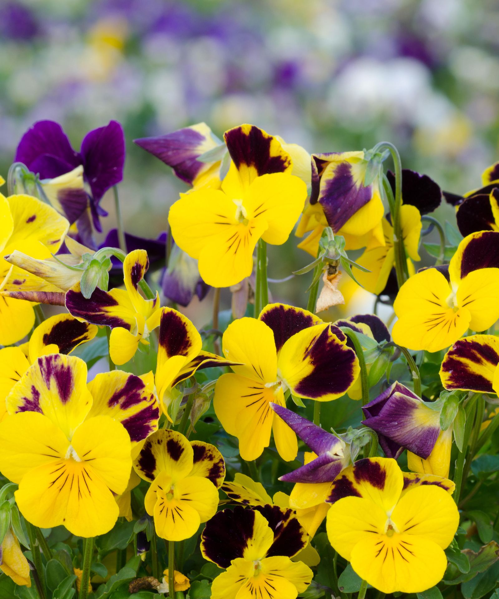 Best spring flowering plants 25 picks for seasonal blooms Gardeningetc