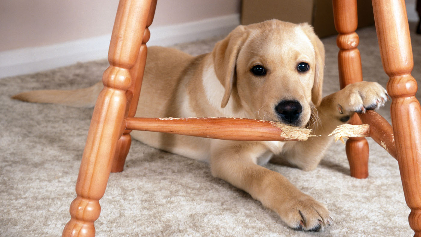 Labrador puppy chewing chair