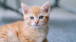 Ginger kitten