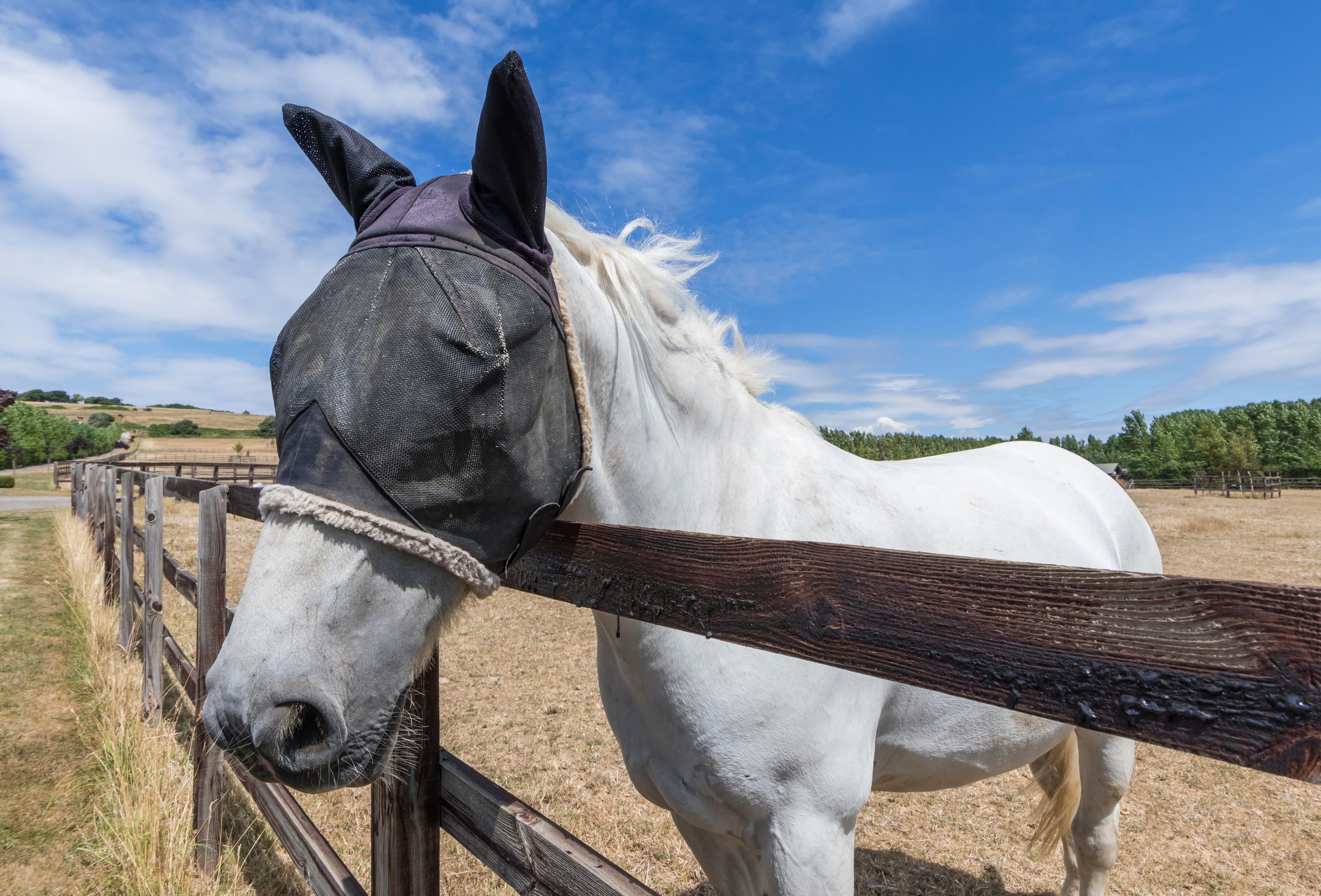 Horse leaning over fence wearing fly mask