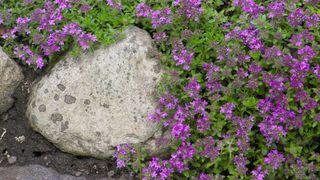 Creeping thyme plant growing next to a rock