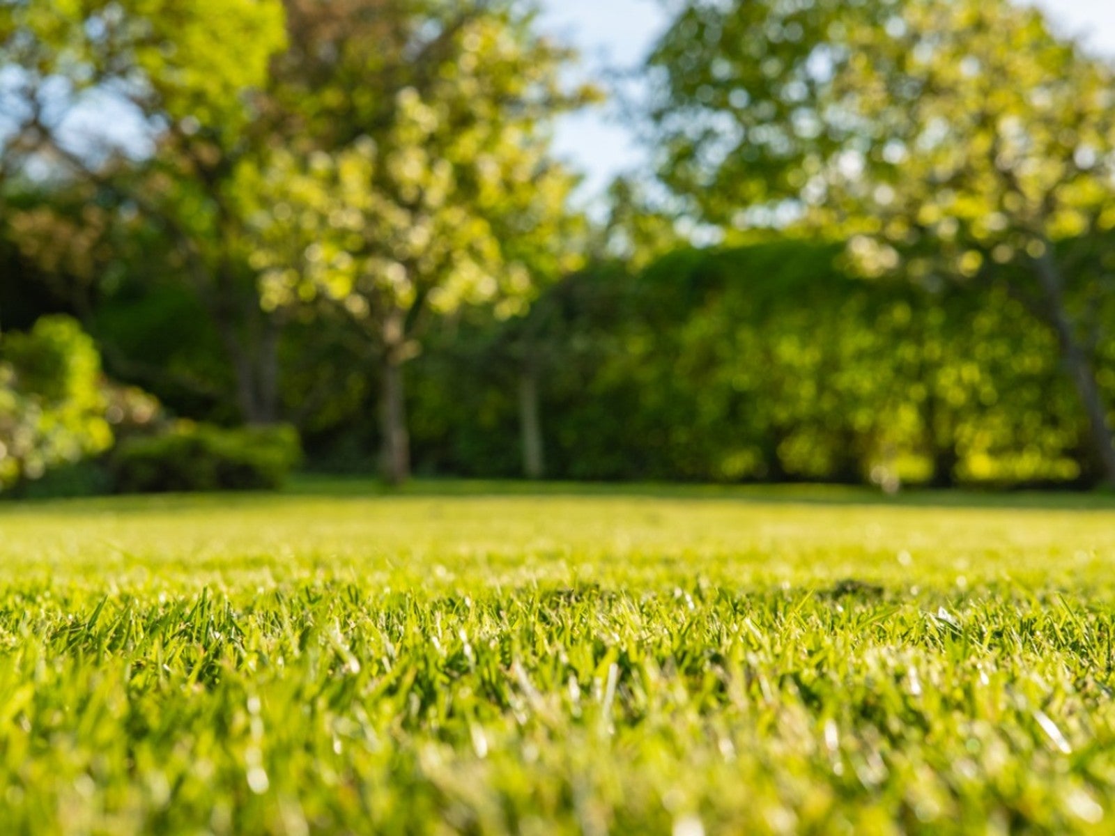 Natural Lawn Care Tips | Gardening Know How